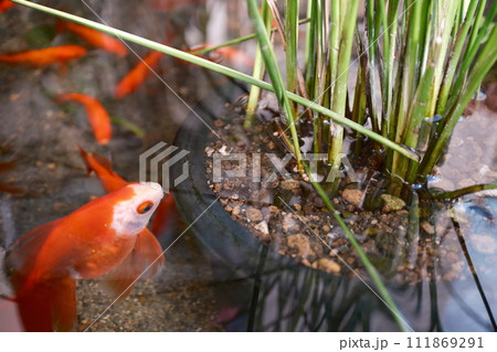 ミズトクサを見つめる金魚 111869291