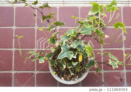 鉢植えのアイビー01 鉢植えのアイビー01 111869303