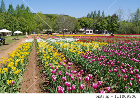 世羅町観光農園のチューリップ畑の景色 111869506