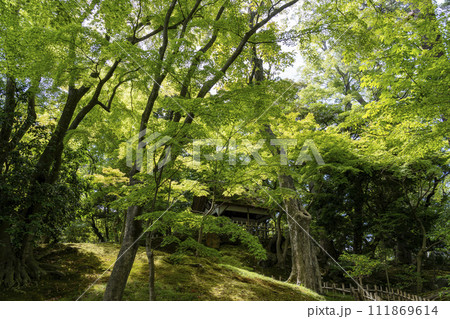 金沢を代表する観光地・兼六園 111869614