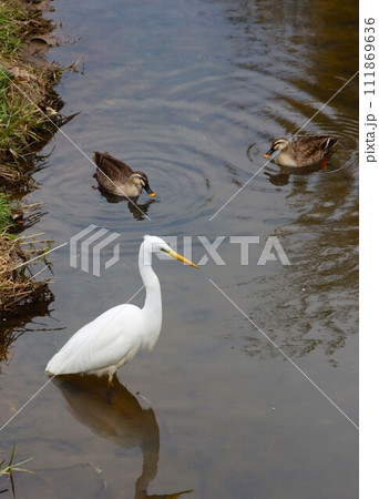 ゆずの里もろやま町の小川に飛来した白鷺と泳ぐ鴨の生態写真 111869636