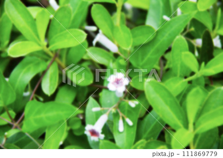 樹木に絡みつくヘクソカズラの花（全体的なボケ） 111869779