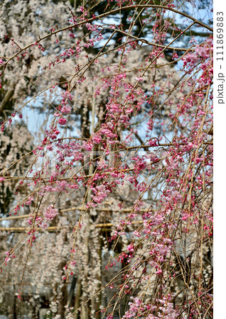 紅枝垂れ桜、真間山弘法寺、千葉県市川市 紅枝垂れ桜、真間山弘法寺、千葉県市川市 111869883