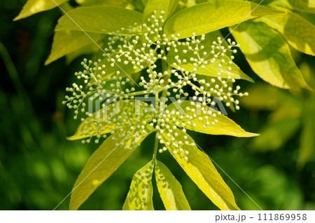 エルダーフラワーのつぼみと葉 エルダーフラワーのつぼみと葉 111869958