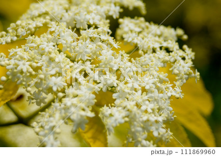 エルダーフラワーの花 エルダーフラワーの花 111869960