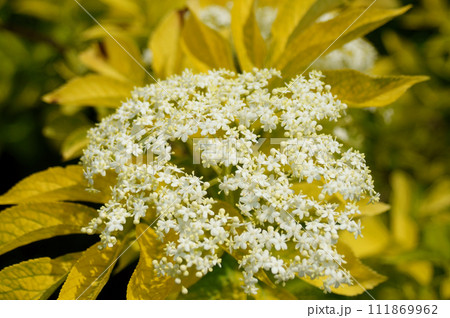 エルダーフラワーの花 111869962