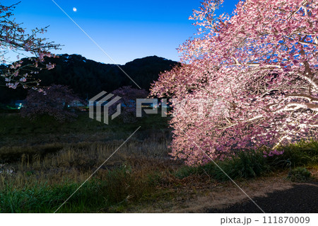 静岡県賀茂郡南伊豆町 河津桜のライトアップ 静岡県賀茂郡南伊豆町 河津桜のライトアップ 111870009