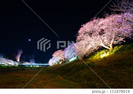 静岡県賀茂郡南伊豆町　河津桜のライトアップ 111870019
