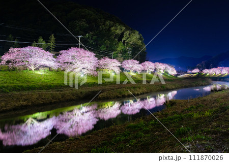 静岡県賀茂郡南伊豆町 河津桜のライトアップ 静岡県賀茂郡南伊豆町 河津桜のライトアップ 111870026