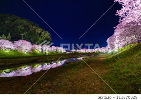 静岡県賀茂郡南伊豆町 河津桜のライトアップ 静岡県賀茂郡南伊豆町 河津桜のライトアップ 111870029