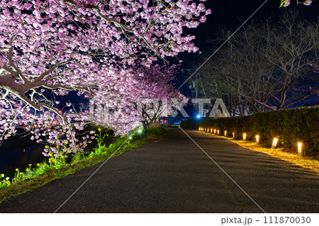 静岡県賀茂郡南伊豆町 河津桜のライトアップ 静岡県賀茂郡南伊豆町 河津桜のライトアップ 111870030