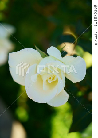 6444　バラ　ジョン・F・ケネディ 111870369