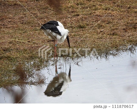 コウノトリ 水面に菅谷を映して2 コウノトリ 水面に菅谷を映して2 111870617