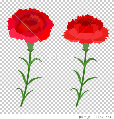 Carnation illustrations 111870623