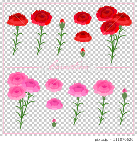 Carnation illustrations Carnation illustrations 111870626