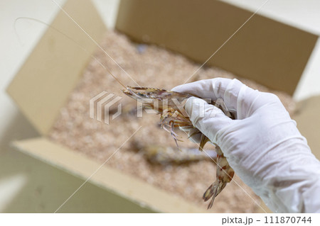 有明海産の養殖車海老 111870744