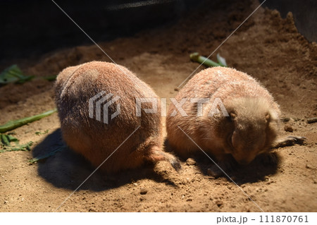 オグロプレーリードッグ(円山動物園)/北海道札幌市オグロプレーリードッグ(円山動物園)/北海道札幌市 オグロプレーリードッグ(円山動物園)/北海道札幌市オグロプレーリードッグ(円山動物園)/北海道札幌市 111870761