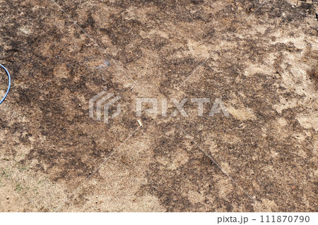 芝焼き27 111870790