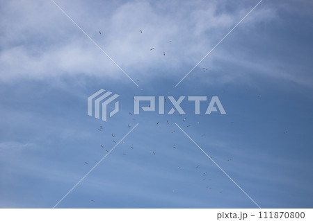 空を飛ぶカモメ 111870800
