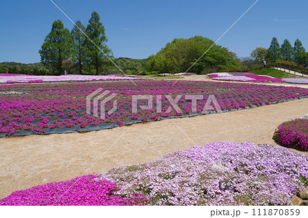 観光農園の芝桜畑の景色 観光農園の芝桜畑の景色 111870859