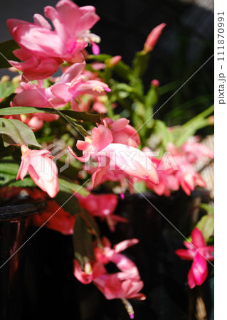 華麗なシャコバサボテンの花 111870991