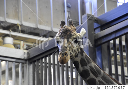 キリン(円山動物園)/北海道札幌市 キリン(円山動物園)/北海道札幌市 111871037