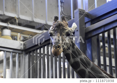 キリン(円山動物園)/北海道札幌市 キリン(円山動物園)/北海道札幌市 111871038