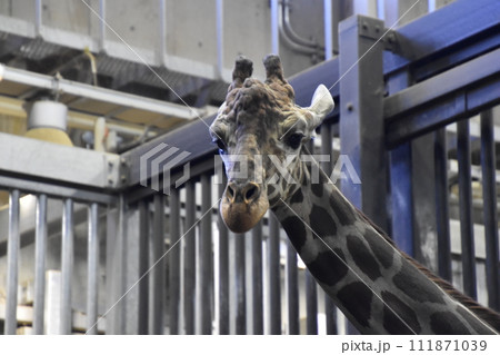 キリン(円山動物園)/北海道札幌市 キリン(円山動物園)/北海道札幌市 111871039