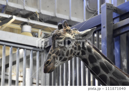 キリン(円山動物園)/北海道札幌市 キリン(円山動物園)/北海道札幌市 111871040