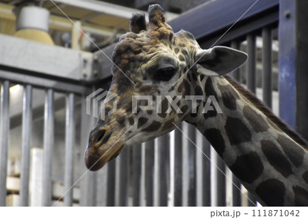 キリン(円山動物園)/北海道札幌市 キリン(円山動物園)/北海道札幌市 111871042