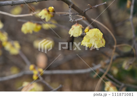 香り漂う早春の蝋梅の花 香り漂う早春の蝋梅の花 111871081