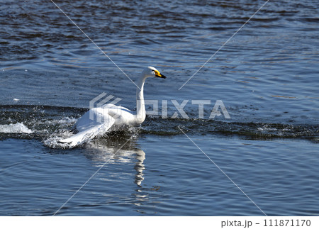 白鳥の羽ばたき 111871170