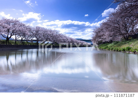 糸島瑞梅寺川の桜並木 111871187