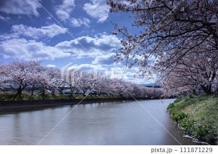 糸島瑞梅寺川の桜並木 糸島瑞梅寺川の桜並木 111871229