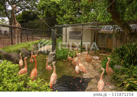 フラミンゴがキリンを見る風景 111871258