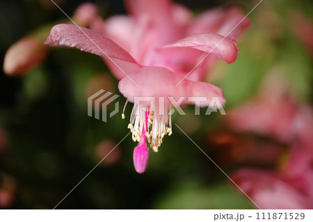 シャコバサボテンの花びらのアップ 111871529