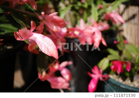 満開に開花したシャコバサボテンの花 満開に開花したシャコバサボテンの花 111871530