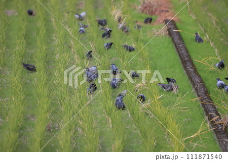 田んぼで餌を食べに群がるハト 田んぼで餌を食べに群がるハト 111871540