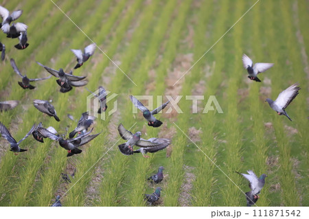 田んぼから一斉に飛び立つ鳩の群れ 111871542