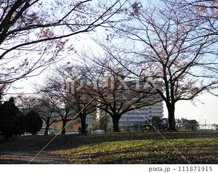 新横浜散歩 111871915