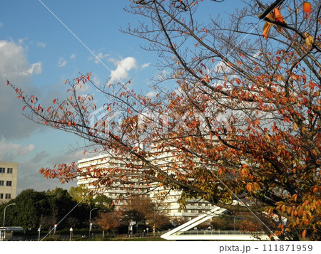 新横浜散歩 111871959