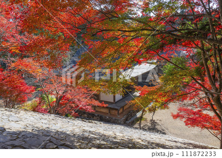 秋の京都高雄 神護寺 紅葉に包まれた五大堂・毘沙門堂 秋の京都高雄 神護寺 紅葉に包まれた五大堂・毘沙門堂 111872233