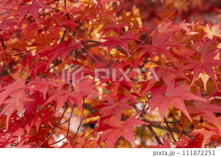 秋の京都高雄　神護寺　真っ赤に色づいた紅葉 111872251