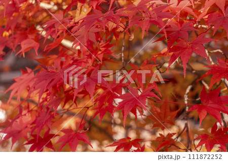 秋の京都高雄 神護寺 真っ赤に色づいた紅葉 秋の京都高雄 神護寺 真っ赤に色づいた紅葉 111872252
