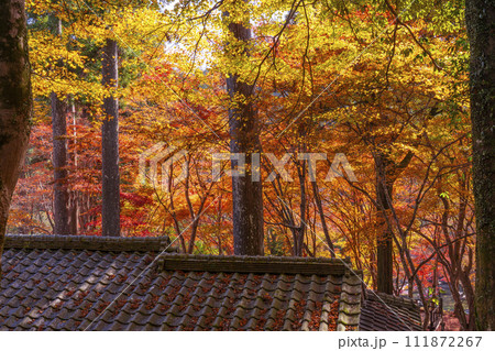 秋の京都　高雄山神護寺参道 111872267