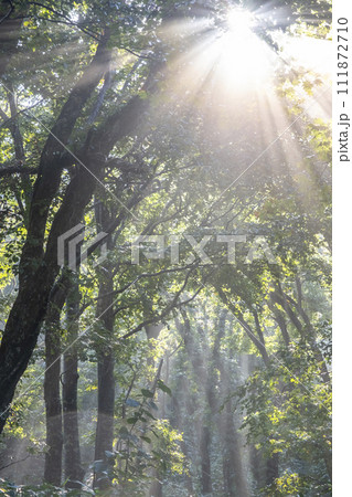 木漏れ日が差し込むブナ林 大山 木漏れ日が差し込むブナ林 大山 111872710