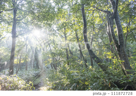 木漏れ日が差し込むブナ林 大山 木漏れ日が差し込むブナ林 大山 111872728