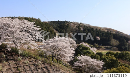 青空と桜のある風景　飯田ダム　笠間市 111873119