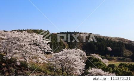 青空と桜のある風景 飯田ダム 笠間市 青空と桜のある風景 飯田ダム 笠間市 111873121