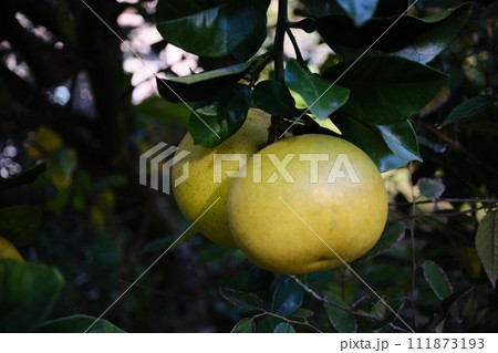 双子のように実るミカン 111873193